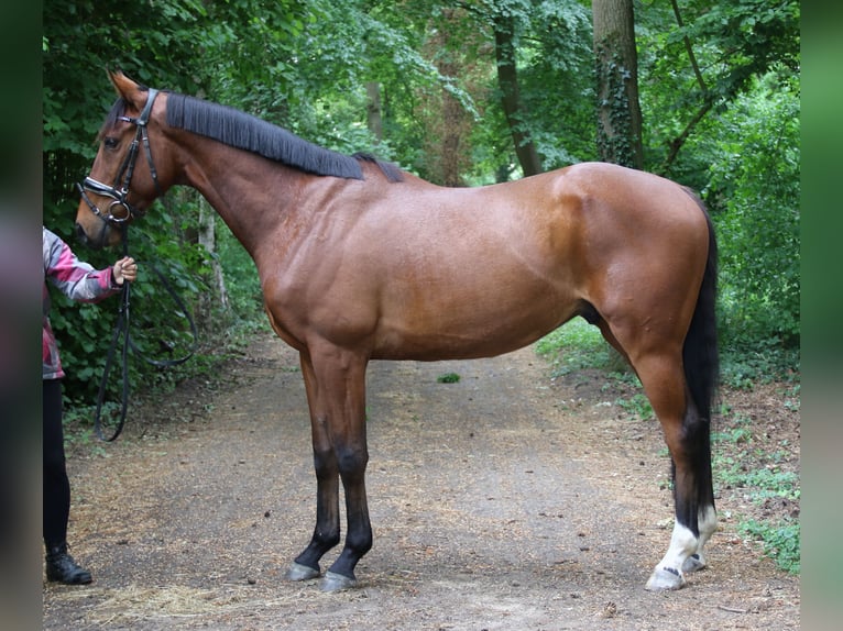 Caballo de deporte irlandés Caballo castrado 5 años 158 cm Castaño in Wachtendonk