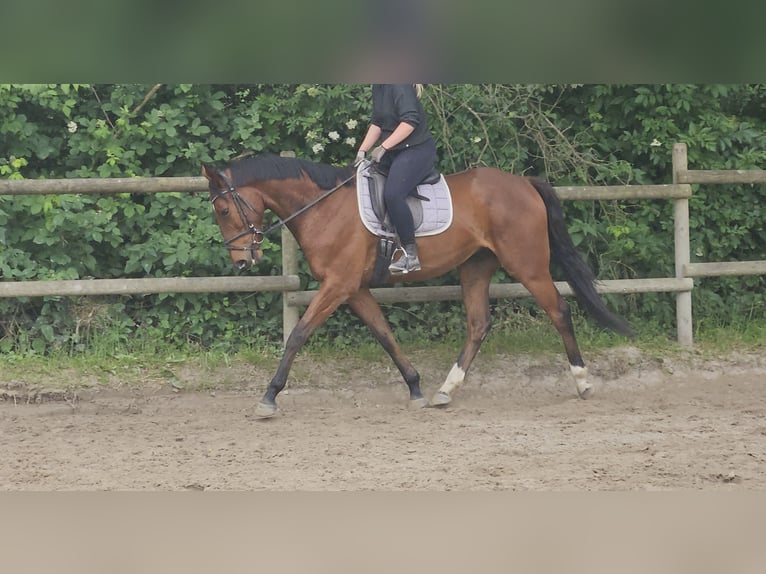 Caballo de deporte irlandés Caballo castrado 5 años 158 cm Castaño in Wachtendonk