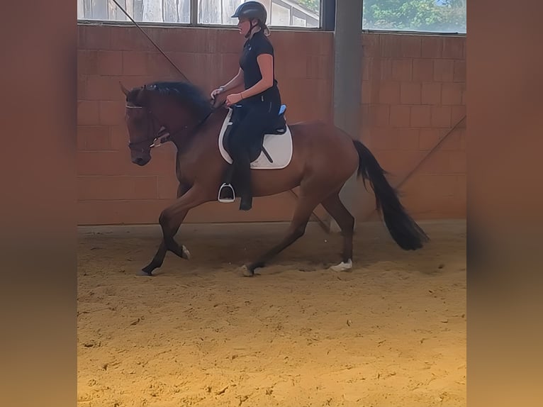 Caballo de deporte irlandés Caballo castrado 5 años 158 cm Castaño in Lage