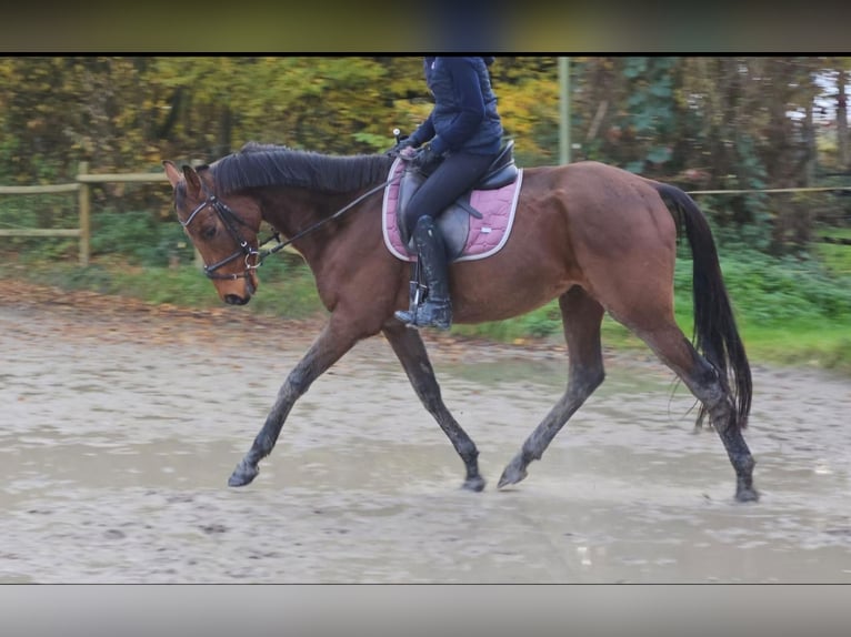 Caballo de deporte irlandés Caballo castrado 5 años 160 cm Castaño in Nettetal