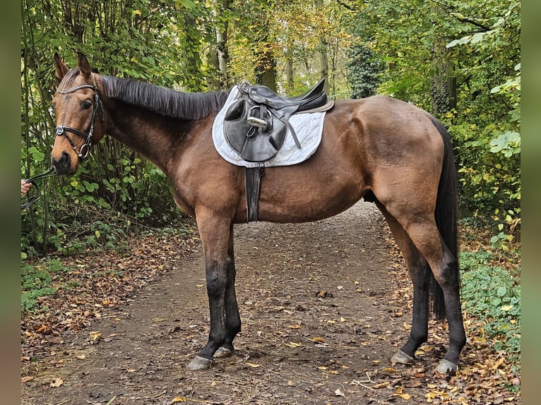 Caballo de deporte irlandés Caballo castrado 5 años 160 cm Castaño in Nettetal