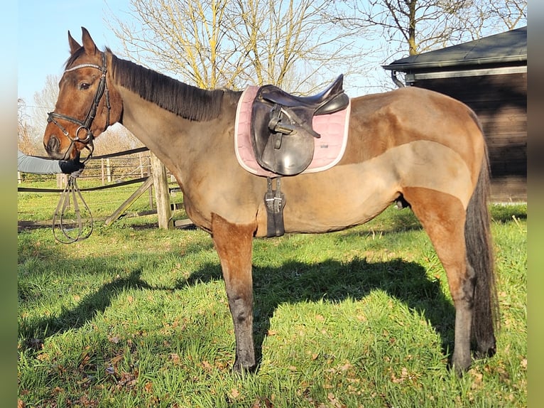 Caballo de deporte irlandés Caballo castrado 5 años 160 cm Castaño in Nettetal