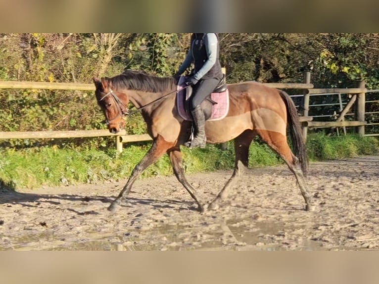 Caballo de deporte irlandés Caballo castrado 5 años 160 cm Castaño in Nettetal