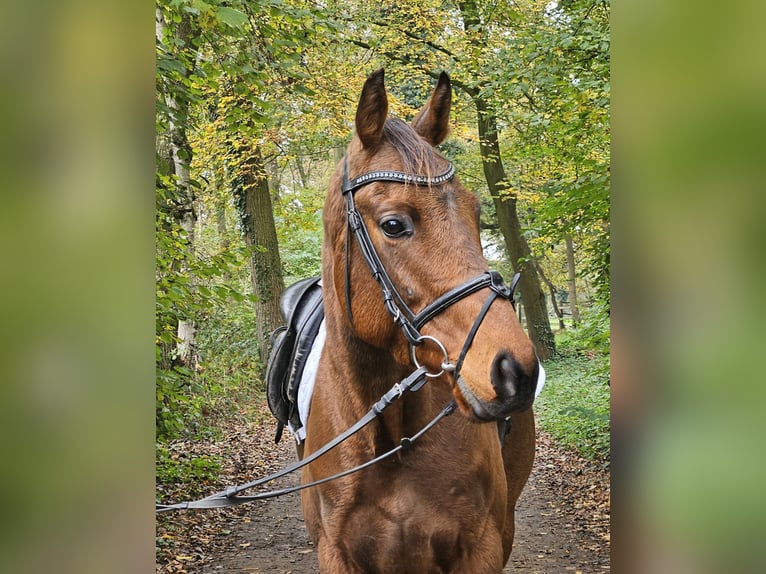 Caballo de deporte irlandés Caballo castrado 5 años 160 cm Castaño in Nettetal