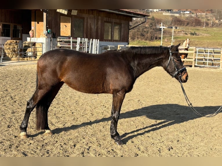 Caballo de deporte irlandés Caballo castrado 5 años 160 cm Castaño oscuro in Gummern