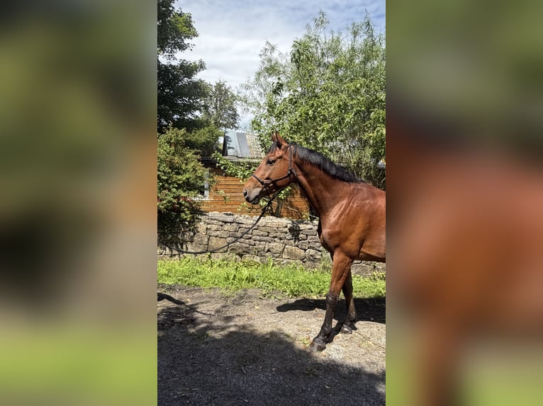 Caballo de deporte irlandés Caballo castrado 5 años 160 cm Castaño rojizo in Loughrea