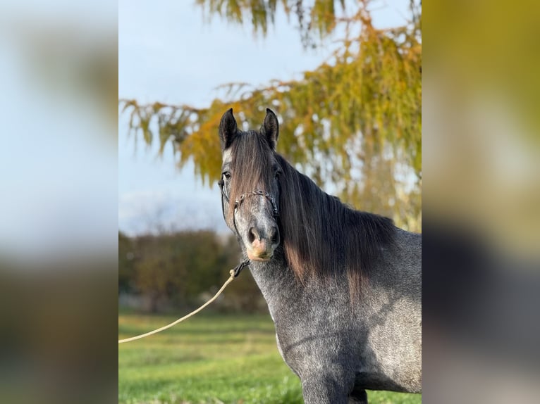 Caballo de deporte irlandés Mestizo Caballo castrado 5 años 160 cm Musgo in Achstetten