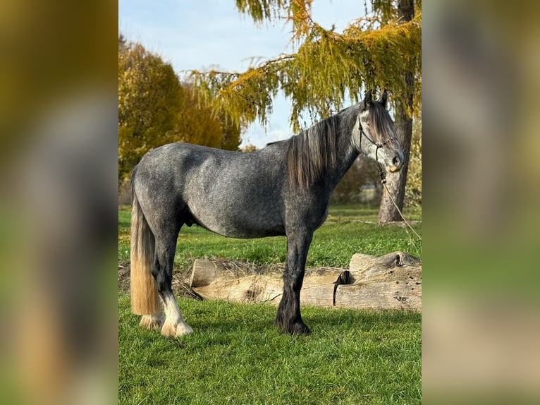 Caballo de deporte irlandés Mestizo Caballo castrado 5 años 160 cm Musgo in Achstetten