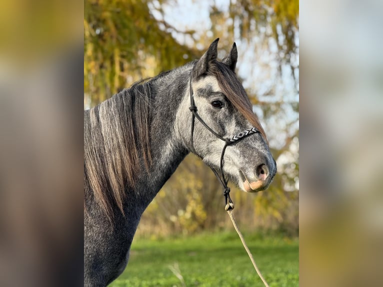Caballo de deporte irlandés Mestizo Caballo castrado 5 años 160 cm Musgo in Achstetten
