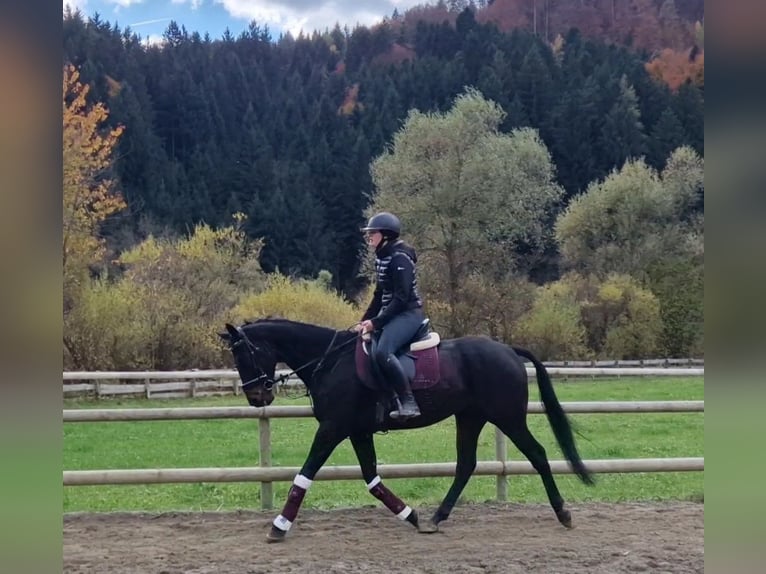 Caballo de deporte irlandés Caballo castrado 5 años 160 cm Negro in Gummern Caballo de deporte irlandés Caballo castrado 5 años 160 cm Negro in Gummern