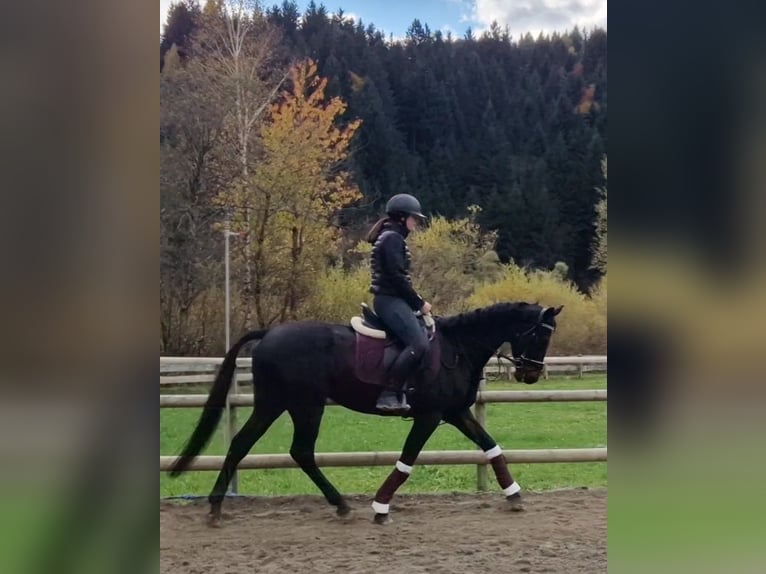 Caballo de deporte irlandés Caballo castrado 5 años 160 cm Negro in Gummern Caballo de deporte irlandés Caballo castrado 5 años 160 cm Negro in Gummern