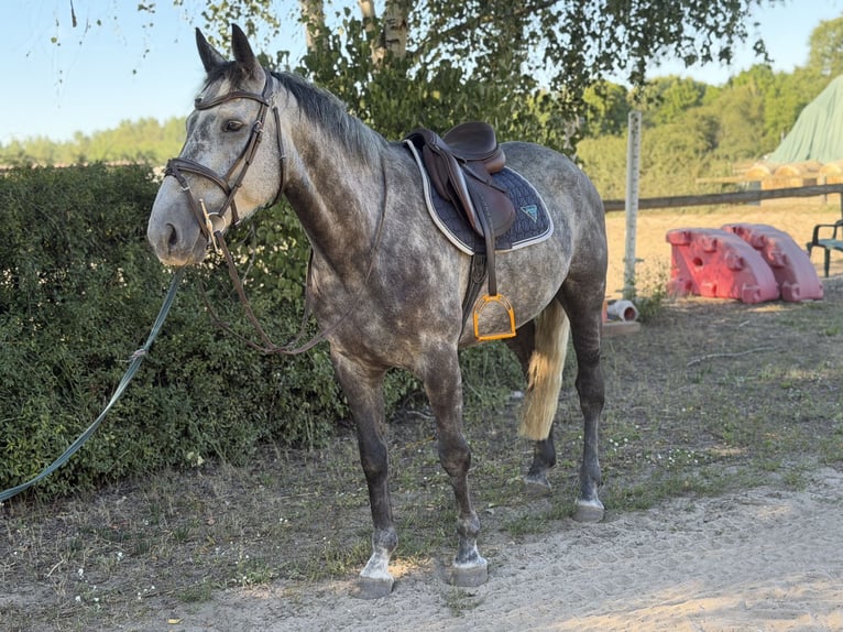 Caballo de deporte irlandés Caballo castrado 5 años 160 cm Tordillo negro in Trebbin