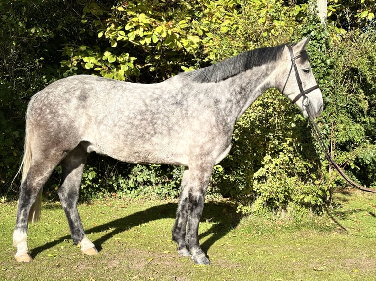 Caballo de deporte irlandés Caballo castrado 5 años 160 cm Tordo in Newcastle west