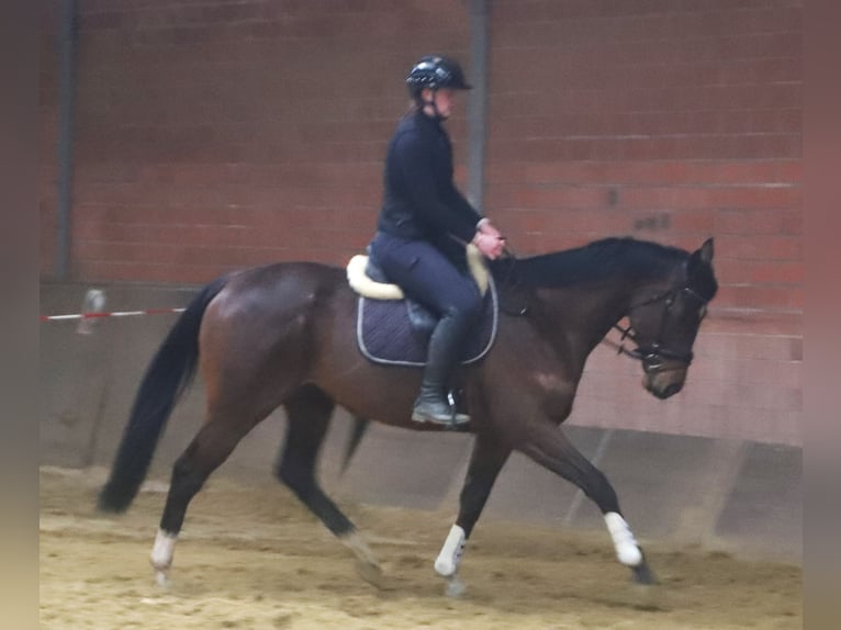 Caballo de deporte irlandés Mestizo Caballo castrado 5 años 162 cm Castaño in Uelsen
