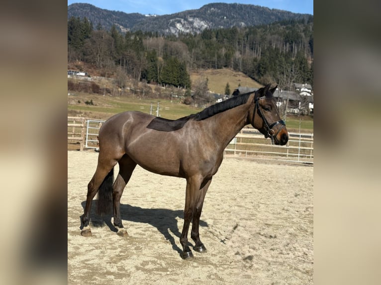 Caballo de deporte irlandés Caballo castrado 5 años 162 cm Castaño oscuro in Gummern