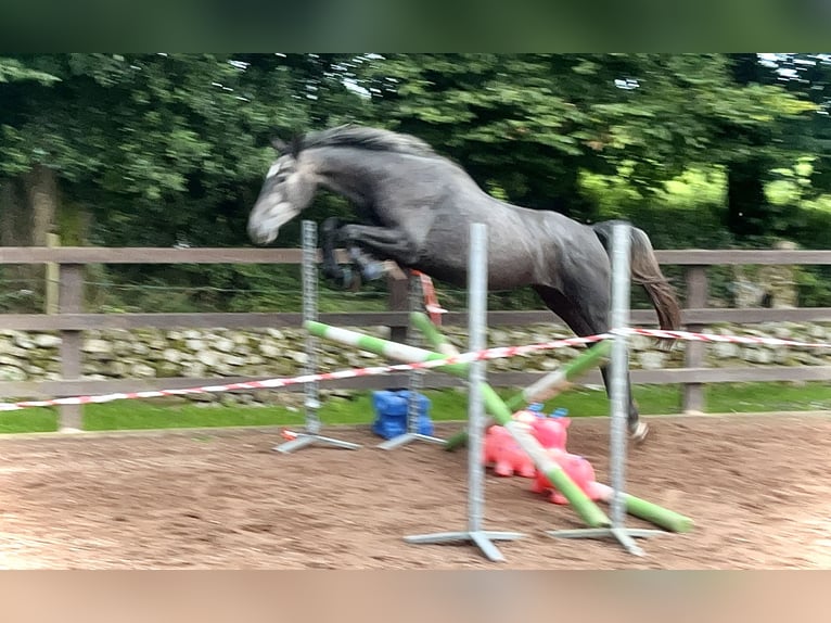 Caballo de deporte irlandés Caballo castrado 5 años 162 cm Tordo in Galway