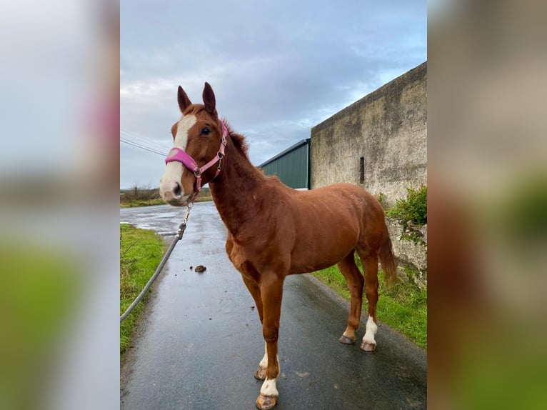 Caballo de deporte irlandés Caballo castrado 5 años 163 cm Alazán-tostado in Sligo