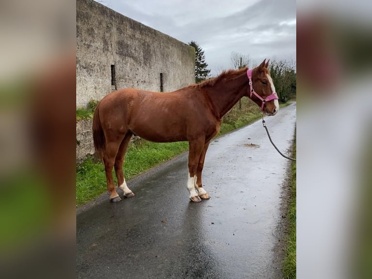 Caballo de deporte irlandés Caballo castrado 5 años 163 cm Alazán-tostado in Sligo