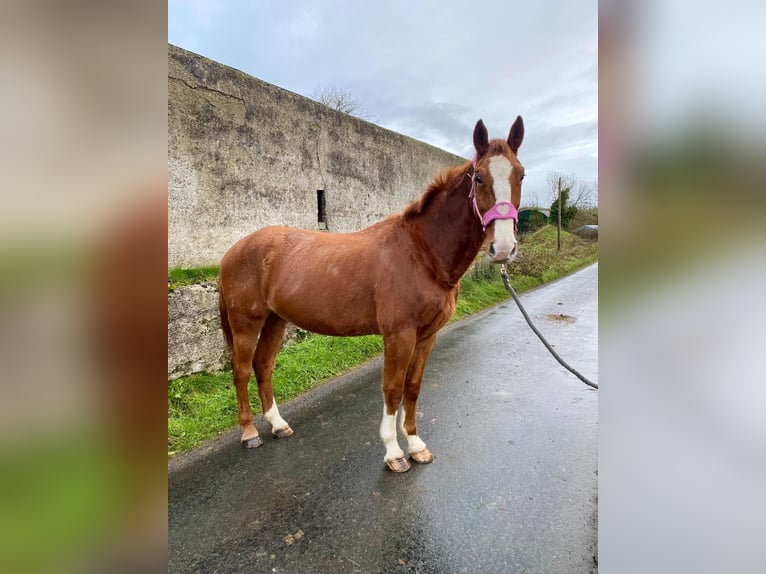 Caballo de deporte irlandés Caballo castrado 5 años 163 cm Alazán-tostado in Sligo