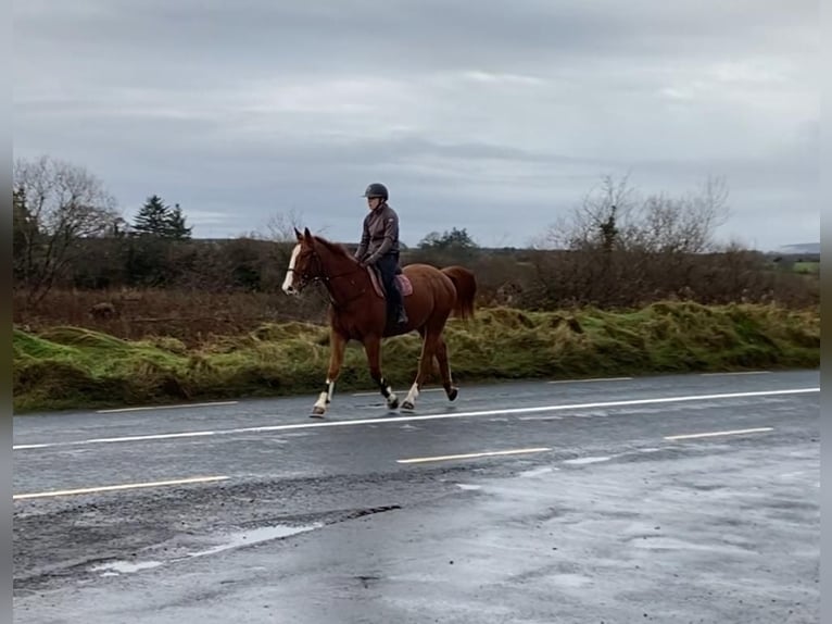 Caballo de deporte irlandés Caballo castrado 5 años 163 cm Alazán-tostado in Sligo