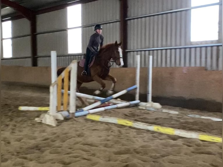 Caballo de deporte irlandés Caballo castrado 5 años 163 cm Alazán-tostado in Sligo