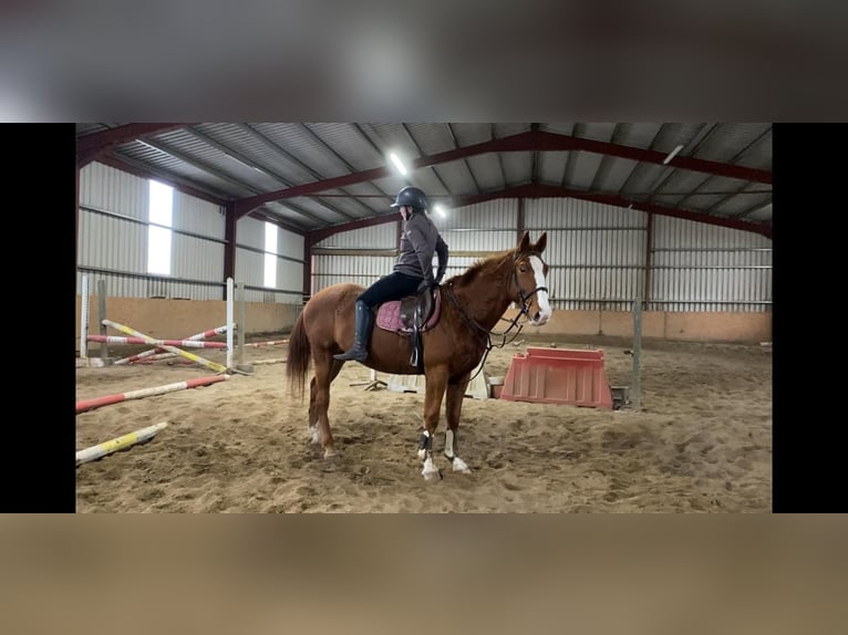 Caballo de deporte irlandés Caballo castrado 5 años 163 cm Alazán-tostado in Sligo