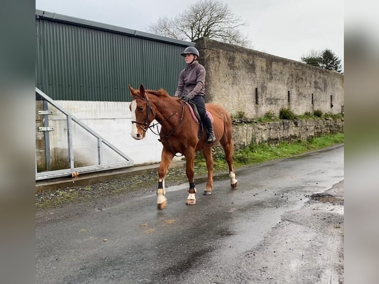 Caballo de deporte irlandés Caballo castrado 5 años 163 cm Alazán-tostado in Sligo