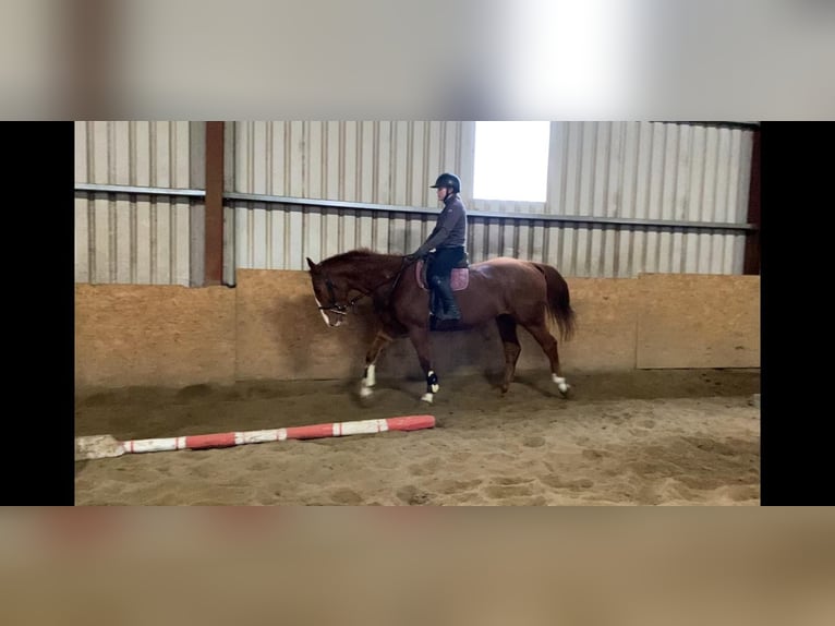 Caballo de deporte irlandés Caballo castrado 5 años 163 cm Alazán-tostado in Sligo