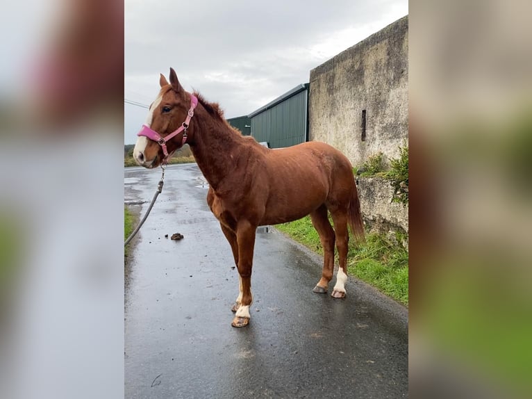 Caballo de deporte irlandés Caballo castrado 5 años 163 cm Alazán-tostado in Sligo