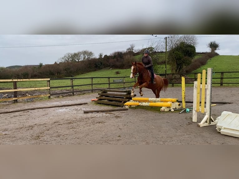 Caballo de deporte irlandés Caballo castrado 5 años 163 cm Alazán-tostado in Sligo