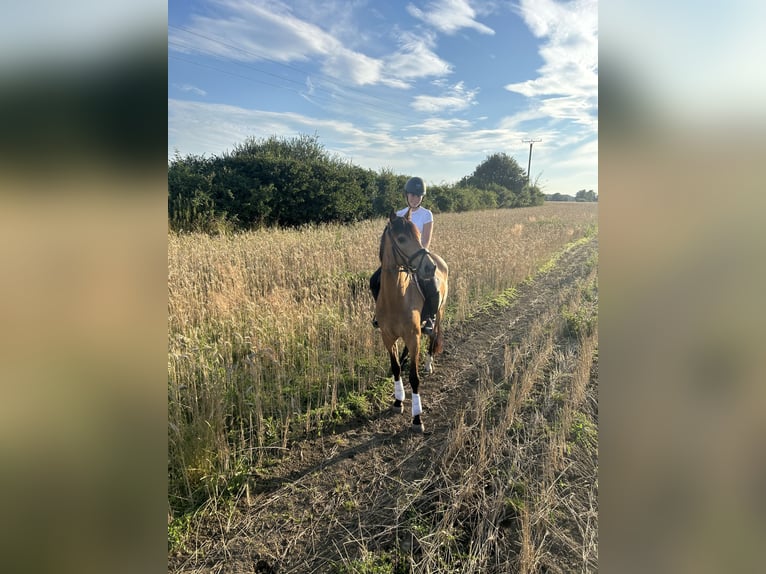 Caballo de deporte irlandés Caballo castrado 5 años 163 cm Buckskin/Bayo in Münster