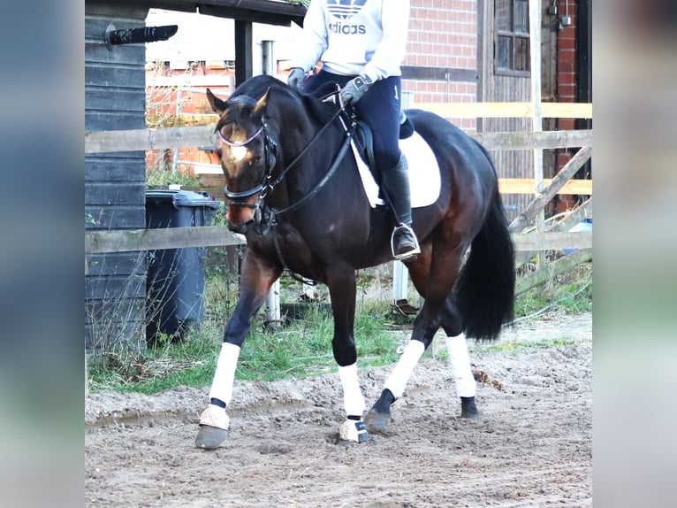 Caballo de deporte irlandés Mestizo Caballo castrado 5 años 163 cm Castaño oscuro in uelsen