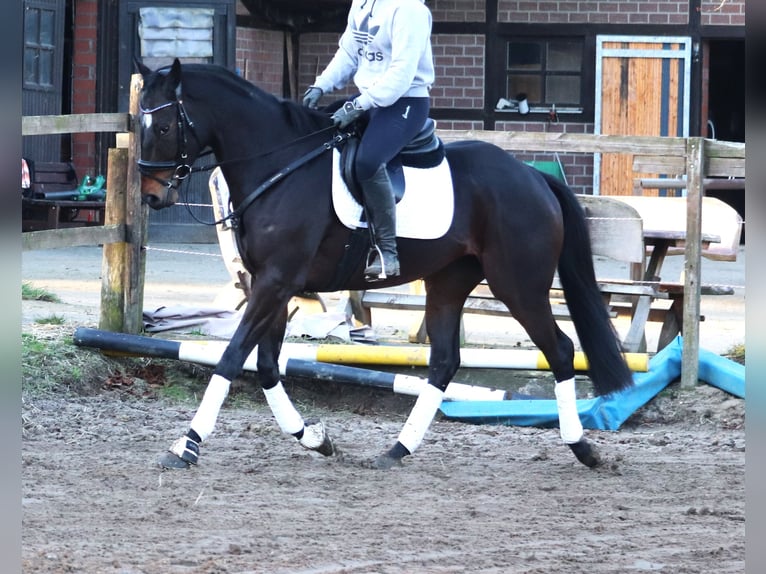 Caballo de deporte irlandés Mestizo Caballo castrado 5 años 163 cm Castaño oscuro in uelsen