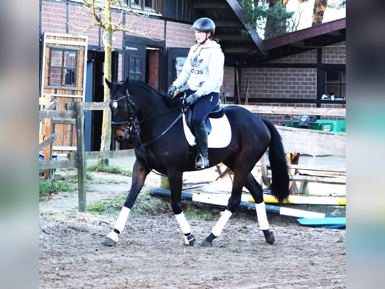 Caballo de deporte irlandés Mestizo Caballo castrado 5 años 163 cm Castaño oscuro in uelsen