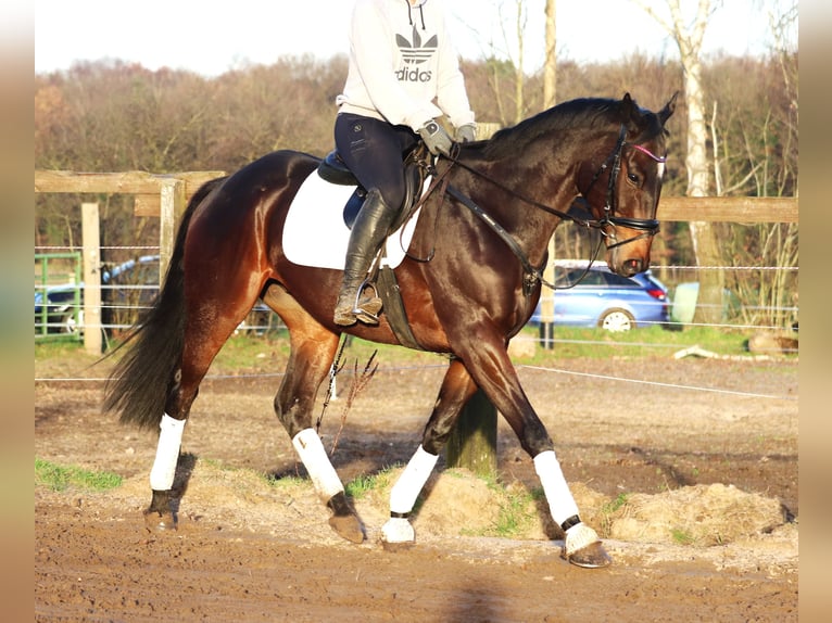 Caballo de deporte irlandés Mestizo Caballo castrado 5 años 163 cm Castaño oscuro in uelsen