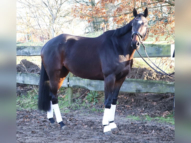 Caballo de deporte irlandés Mestizo Caballo castrado 5 años 163 cm Castaño oscuro in uelsen