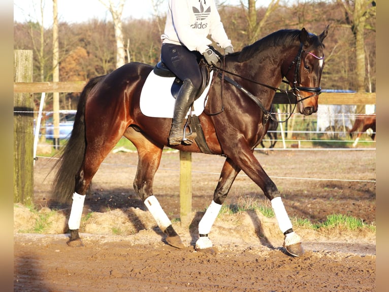 Caballo de deporte irlandés Mestizo Caballo castrado 5 años 163 cm Castaño oscuro in uelsen