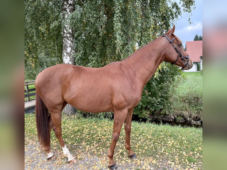Caballo de deporte irlandés Caballo castrado 5 años 164 cm Alazán in St&#xF6;ttwang