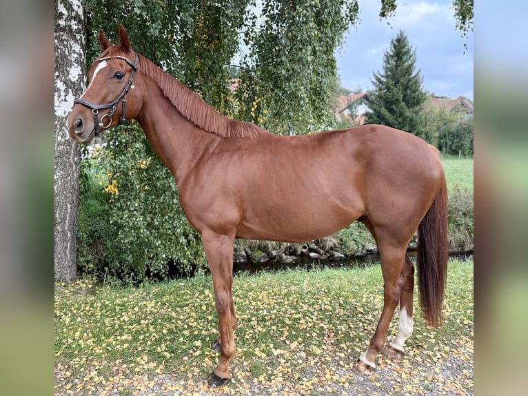 Caballo de deporte irlandés Caballo castrado 5 años 164 cm Alazán in St&#xF6;ttwang