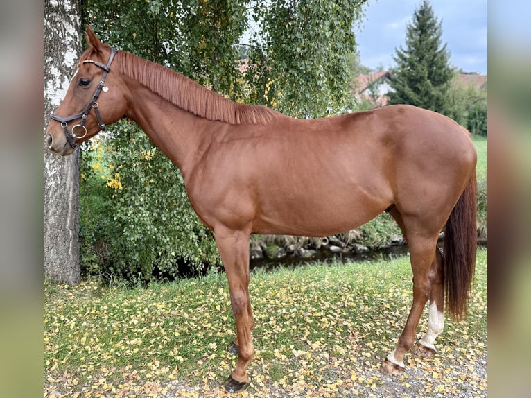 Caballo de deporte irlandés Caballo castrado 5 años 164 cm Alazán in St&#xF6;ttwang