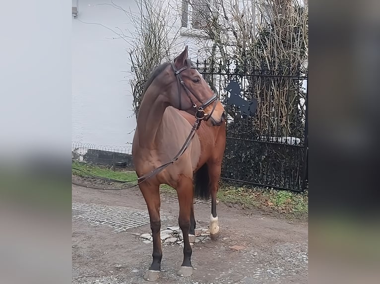 Caballo de deporte irlandés Caballo castrado 5 años 164 cm Castaño in Lage