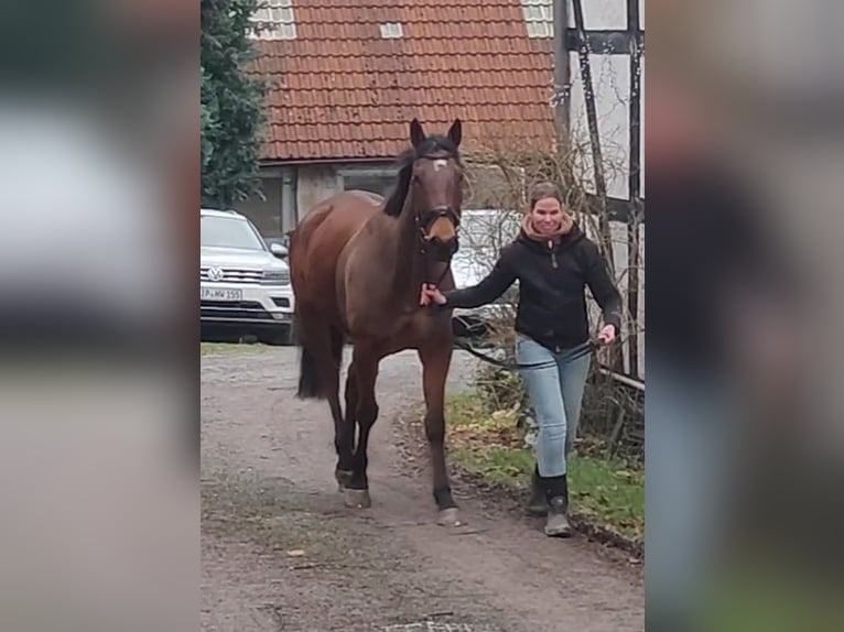 Caballo de deporte irlandés Caballo castrado 5 años 164 cm Castaño in Lage