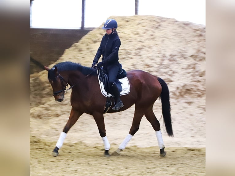 Caballo de deporte irlandés Mestizo Caballo castrado 5 años 164 cm Castaño in Wielen