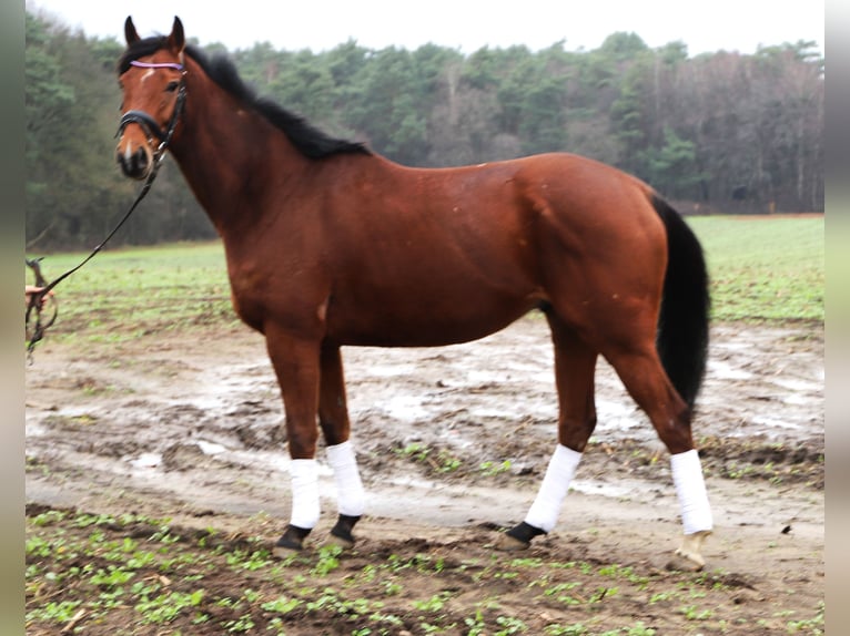 Caballo de deporte irlandés Mestizo Caballo castrado 5 años 164 cm Castaño in Wielen