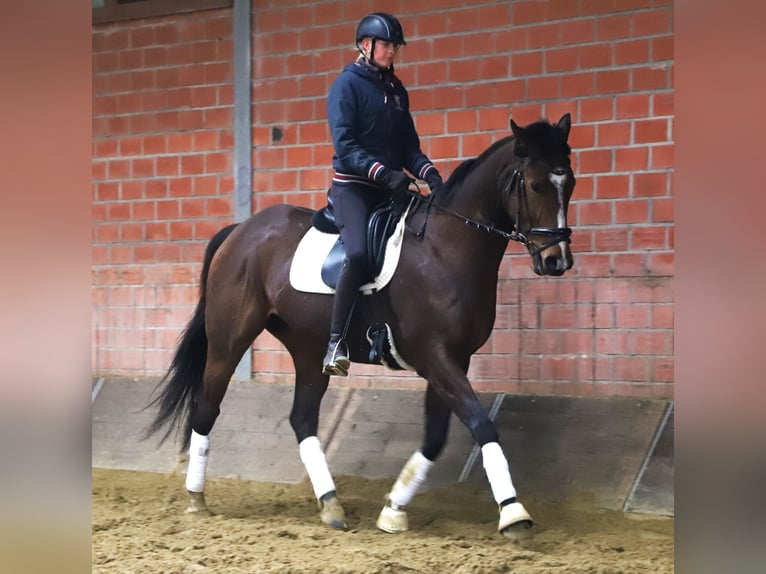 Caballo de deporte irlandés Mestizo Caballo castrado 5 años 164 cm Castaño oscuro in Uelsen