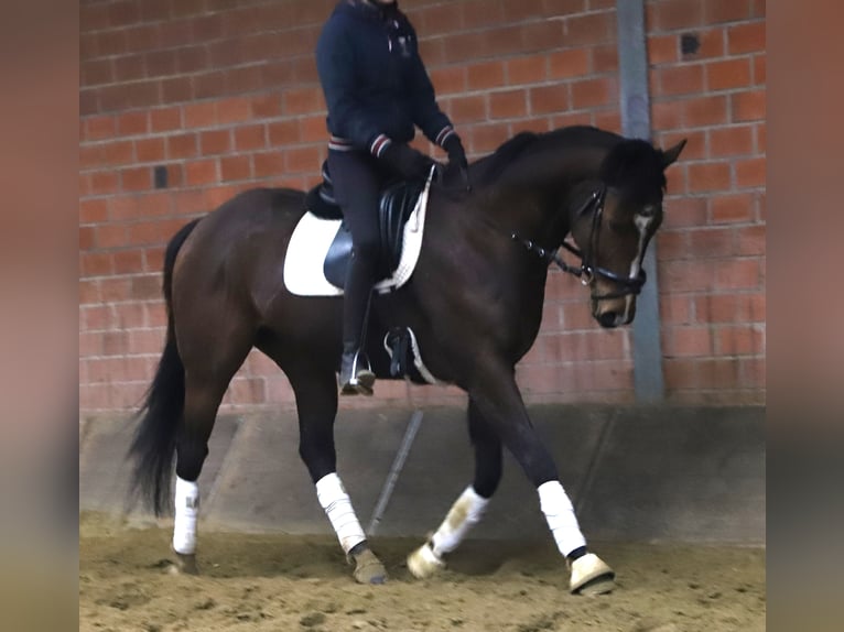 Caballo de deporte irlandés Mestizo Caballo castrado 5 años 164 cm Castaño oscuro in Uelsen