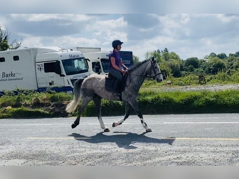 Caballo de deporte irlandés Caballo castrado 5 años 164 cm Tordo rodado in Sligo