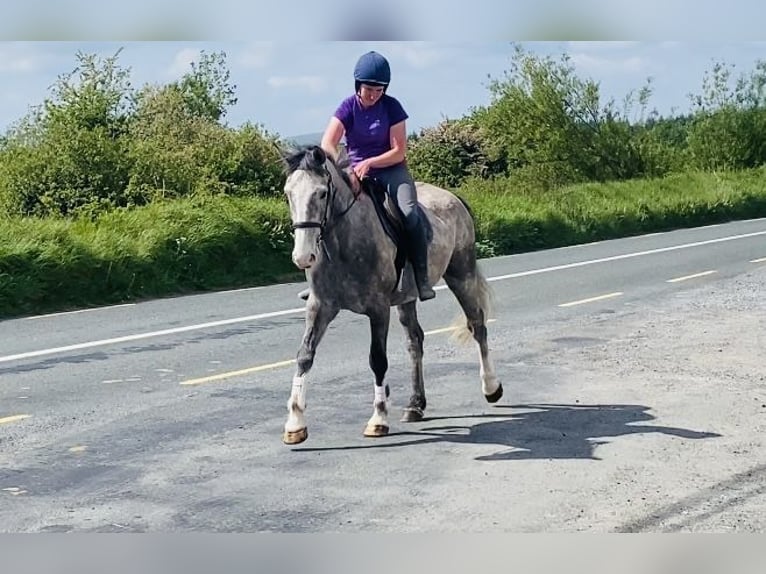 Caballo de deporte irlandés Caballo castrado 5 años 164 cm Tordo rodado in Sligo