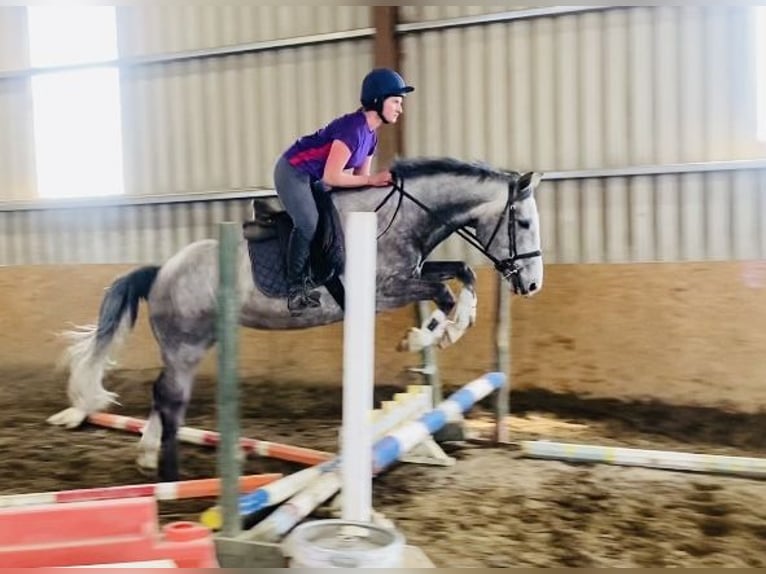 Caballo de deporte irlandés Caballo castrado 5 años 164 cm Tordo rodado in Sligo