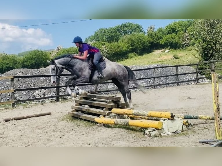 Caballo de deporte irlandés Caballo castrado 5 años 164 cm Tordo rodado in Sligo